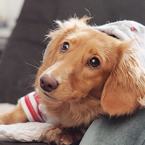 犬はトリミングをしないとどうなるの？