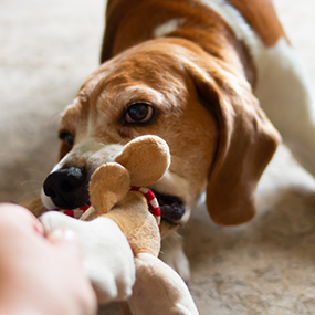 犬がトリミングで<br>
                                    暴れないようになるコツ